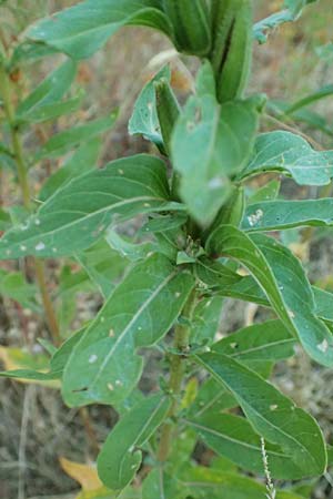 Oenothera casimiri \ Casimirs Nachtkerze / Casimir's Evening Primrose, D Waghäusel-Wiesental 4.7.2018