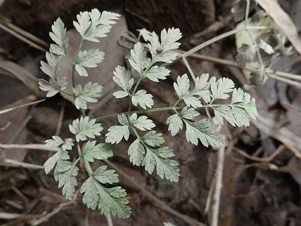 Oenanthe conioides \ Schierlings-Wasserfenchel, D Hamburg 11.9.2011