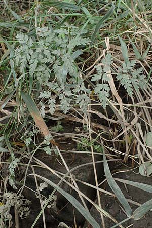 Oenanthe conioides \ Schierlings-Wasserfenchel / Elbe Water Dropwort, D Hamburg 11.9.2011