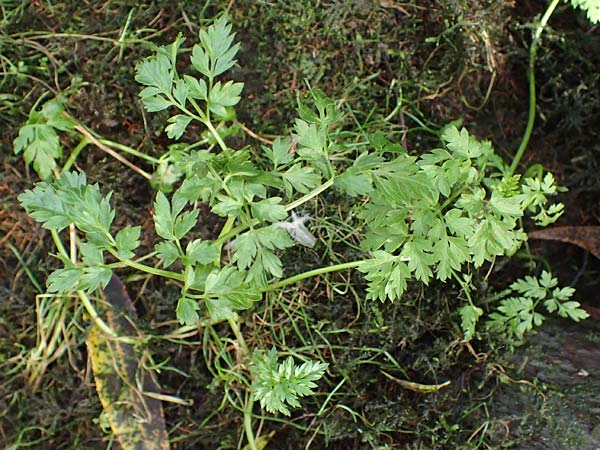 Oenanthe conioides \ Schierlings-Wasserfenchel, D Hamburg 11.9.2011