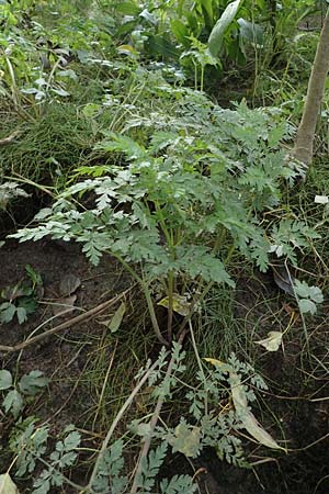 Oenanthe conioides \ Schierlings-Wasserfenchel, D Hamburg 11.9.2011