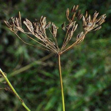 Chaerophyllum bulbosum / Turip-Rooted Chervil, D Hamburg 12.9.2021