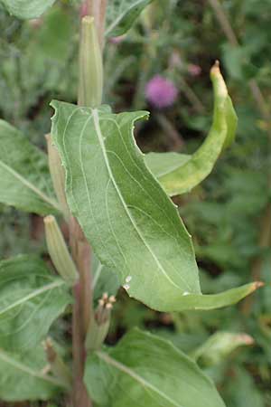 Oenothera depressa \ Weidenblttrige Nachtkerze / Willow-Leaved Evening Primrose, D Ludwigshafen 25.7.2017