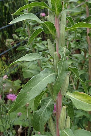 Oenothera depressa \ Weidenblttrige Nachtkerze / Willow-Leaved Evening Primrose, D Ludwigshafen 25.7.2017