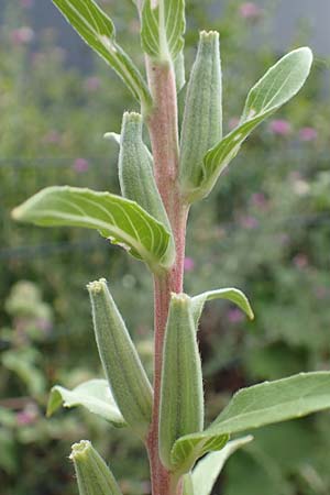 Oenothera depressa \ Weidenblttrige Nachtkerze / Willow-Leaved Evening Primrose, D Ludwigshafen 25.7.2017