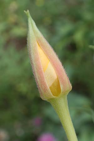 Oenothera depressa \ Weidenblttrige Nachtkerze / Willow-Leaved Evening Primrose, D Ludwigshafen 29.7.2017