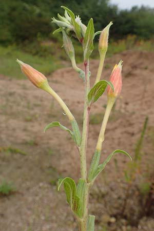 Oenothera depressa \ Weidenblttrige Nachtkerze / Willow-Leaved Evening Primrose, D Römerberg 12.8.2017