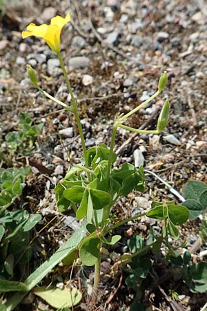 Oxalis dillenii \ Dillenius' Sauerklee / Dillenius' Sorrel, D Kehl 25.4.2018