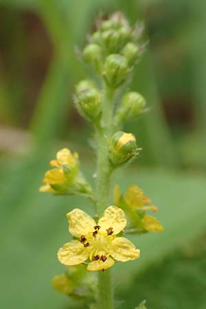 Agrimonia eupatoria \ Kleiner Odermennig, D Iserlohn 11.7.2018