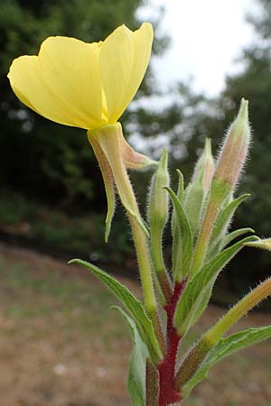 Oenothera ersteinensis \ Ersteiner Nachtkerze, D Ludwigshafen 25.7.2017