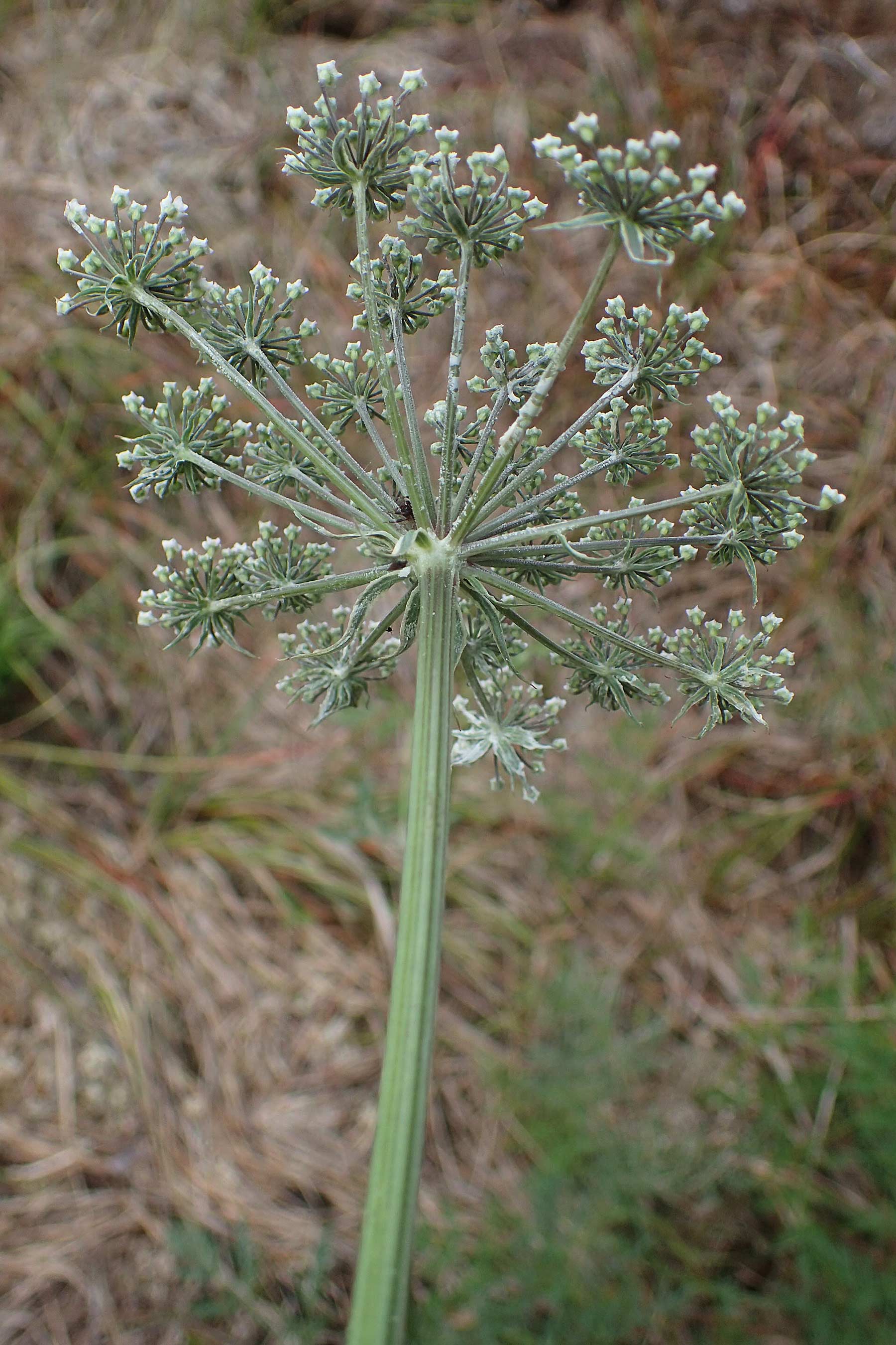 Peucedanum palustre \ Sumpf-Haarstrang, D Kaiserslautern 7.7.2021