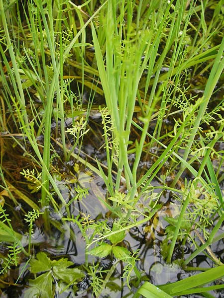 Oenanthe fistulosa / Tubular Water Dropwort, D Eppertshausen 12.6.2010