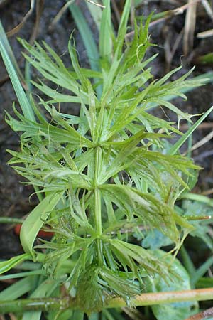 Oenanthe fistulosa \ Rhriger Wasserfenchel, Rhrige Pferdesaat / Tubular Water Dropwort, D Hanhofen 14.4.2018