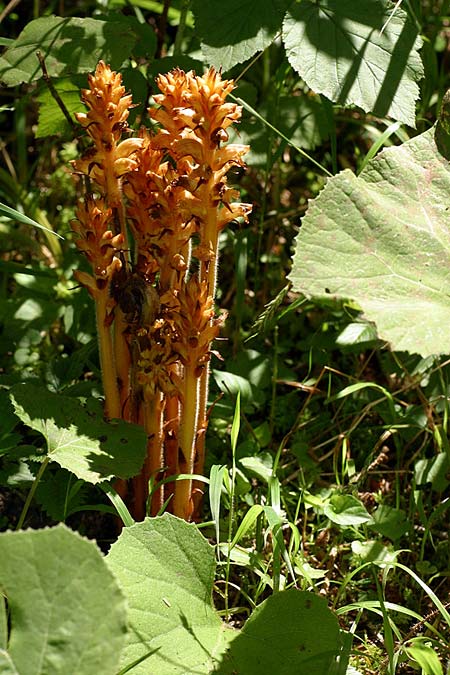 Orobanche flava \ Pestwurz-Sommerwurz, Hellgelbe Sommerwurz / Butterbur Broomrape, D Starnberg-Leutstetten 2.7.2016 (Photo: Uwe & Katja Grabner)