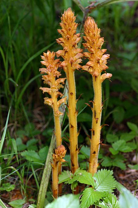 Orobanche flava \ Pestwurz-Sommerwurz, Hellgelbe Sommerwurz / Butterbur Broomrape, D Starnberg-Leutstetten 2.7.2016 (Photo: Uwe & Katja Grabner)