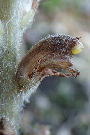 Orobanche rapum-genistae \ Ginster-Sommerwurz, D Schwarzwald, Ottenhöfen 18.6.2019