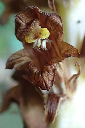 Orobanche rapum-genistae \ Ginster-Sommerwurz, D Schwarzwald, Ottenhöfen 18.6.2019