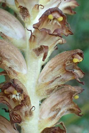 Orobanche rapum-genistae \ Ginster-Sommerwurz / Greater Broomrape, D Schwarzwald/Black-Forest, Ottenhöfen 18.6.2019