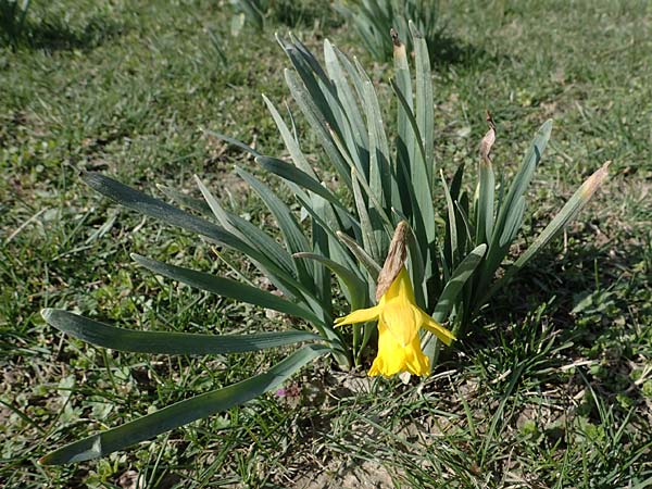 Narcissus pseudonarcissus / Wild Daffodil, D Ludwigshafen 8.3.2021