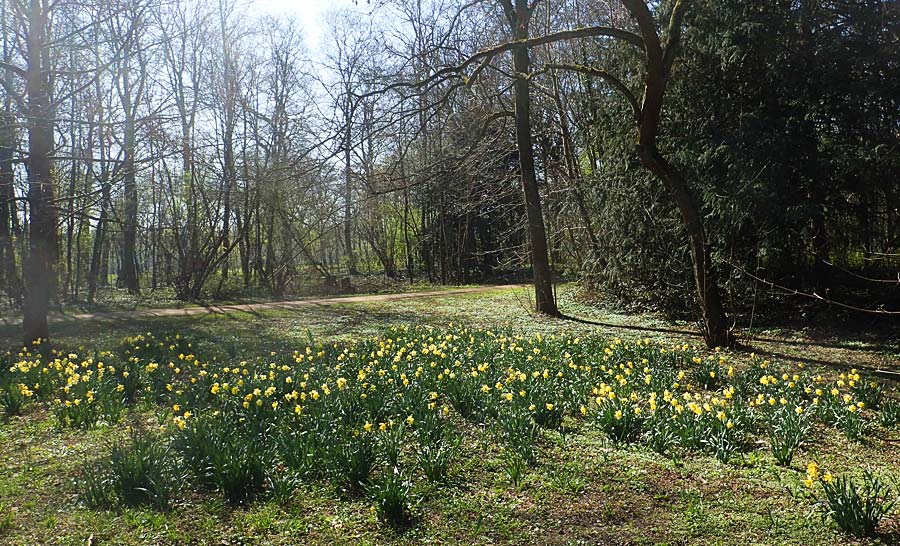 Narcissus pseudonarcissus \ Gelbe Narzisse, Osterglocke / Wild Daffodil, D Ludwigshafen 31.3.2021