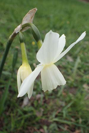 Narcissus pseudonarcissus \ Gelbe Narzisse, Osterglocke, D Ludwigshafen 7.4.2021