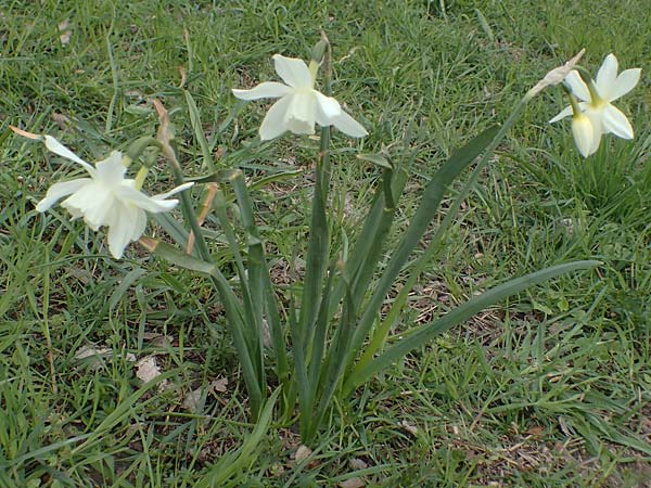 Narcissus pseudonarcissus \ Gelbe Narzisse, Osterglocke, D Ludwigshafen 7.4.2021