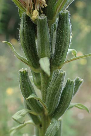 Oenothera x hassica \ Nachtkerzen-Hybride, D Darmstadt 11.7.2018