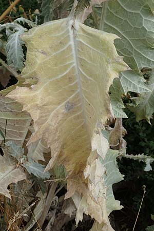 Onopordum x hortorum / Garden Cotton Thistle, D Holzwickede 27.7.2019