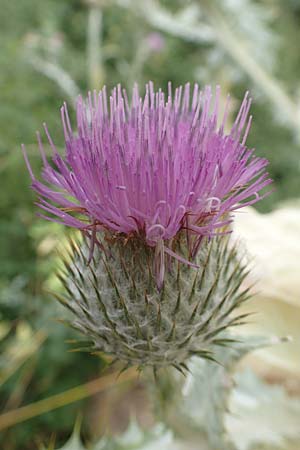 Onopordum x hortorum \ Garten-Esels-Distel / Garden Cotton Thistle, D Holzwickede 27.7.2019