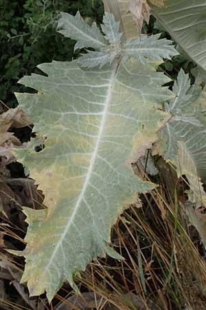 Onopordum x hortorum \ Garten-Esels-Distel / Garden Cotton Thistle, D Holzwickede 27.7.2019