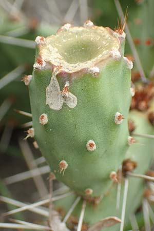 Opuntia humifusa \ Gemeiner Feigenkaktus, D Felsberg 29.7.2019