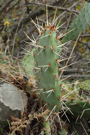 Opuntia humifusa \ Gemeiner Feigenkaktus / Low Prickly Pear, Eastern Prickly Pear, D Felsberg 29.7.2019