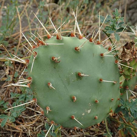 Opuntia humifusa \ Gemeiner Feigenkaktus, D Felsberg 29.7.2019