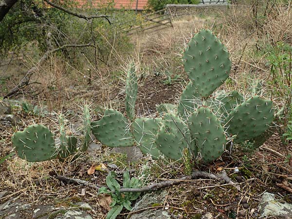 Opuntia humifusa / Low Prickly Pear, Eastern Prickly Pear, D Felsberg 29.7.2019