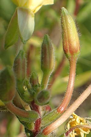 Oenothera moravica \ Mhrische Nachtkerze / Moravian Evening Primrose, D Essen 27.7.2019