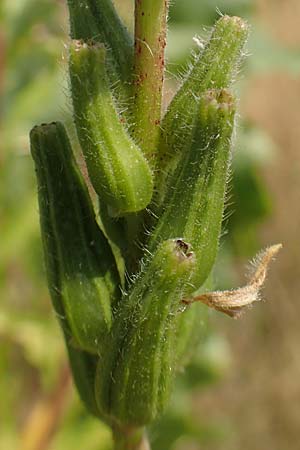 Oenothera moravica \ Mhrische Nachtkerze, D Essen 27.7.2019