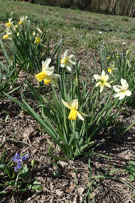 Narcissus pseudonarcissus \ Gelbe Narzisse, Osterglocke / Wild Daffodil, D Ludwigshafen 31.3.2021