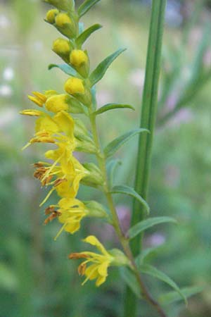 Odontites luteus \ Gelber Zahntrost, D Weinheim an der Bergstraße 16.8.2007