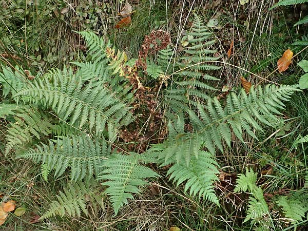 Oreopteris limbosperma \ Berg-Farn, Berg-Lappen-Farn / Sweet Mountain Fern, Lemon-Scented Fern, D Odenwald, Mossautal 14.10.2023