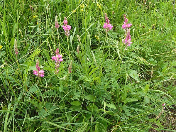 Onobrychis arenaria \ Sand-Esparsette / Hungarian Sainfoin, D Hechingen 20.6.2015