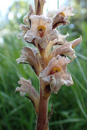 Orobanche minor \ Kleine Sommerwurz / Lesser Broomrape, Common Broomrape, D Fridingen 3.6.2015