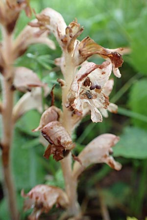 Orobanche alsatica subsp. mayeri \ Mayers Sommerwurz, D Hechingen 20.6.2015