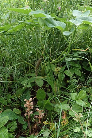 Orobanche alsatica subsp. mayeri \ Mayers Sommerwurz / Mayer's Broomrape, D Hechingen 20.6.2015