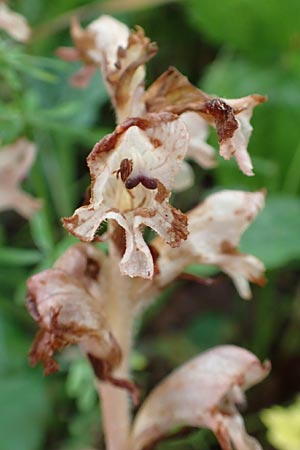 Orobanche alsatica subsp. mayeri \ Mayers Sommerwurz / Mayer's Broomrape, D Hechingen 20.6.2015