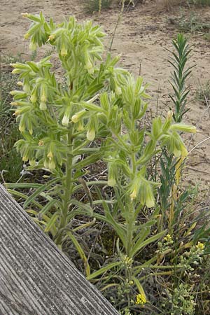 Onosma arenaria \ Sand-Lotwurz / Purple Goldendrop, D Mainz 31.5.2012