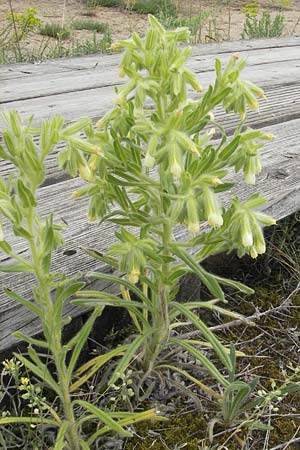 Onosma arenaria \ Sand-Lotwurz / Purple Goldendrop, D Mainz 31.5.2012