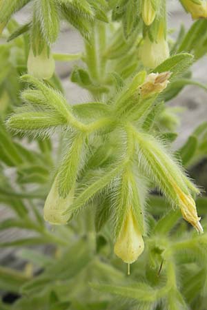 Onosma arenaria \ Sand-Lotwurz / Purple Goldendrop, D Mainz 31.5.2012