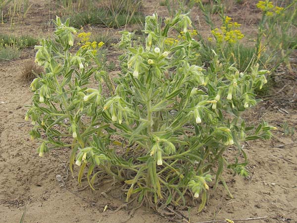 Onosma arenaria \ Sand-Lotwurz / Purple Goldendrop, D Mainz 31.5.2012