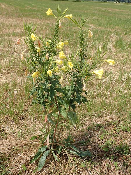 Oenothera oehlkersii \ Oehlkers-Nachtkerze, D Schutterwald 23.7.2016