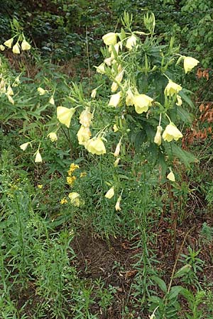 Oenothera oehlkersii \ Oehlkers-Nachtkerze / Oehlkers' Evening Primrose, D Jugenheim an der Bergstraße 25.7.2017